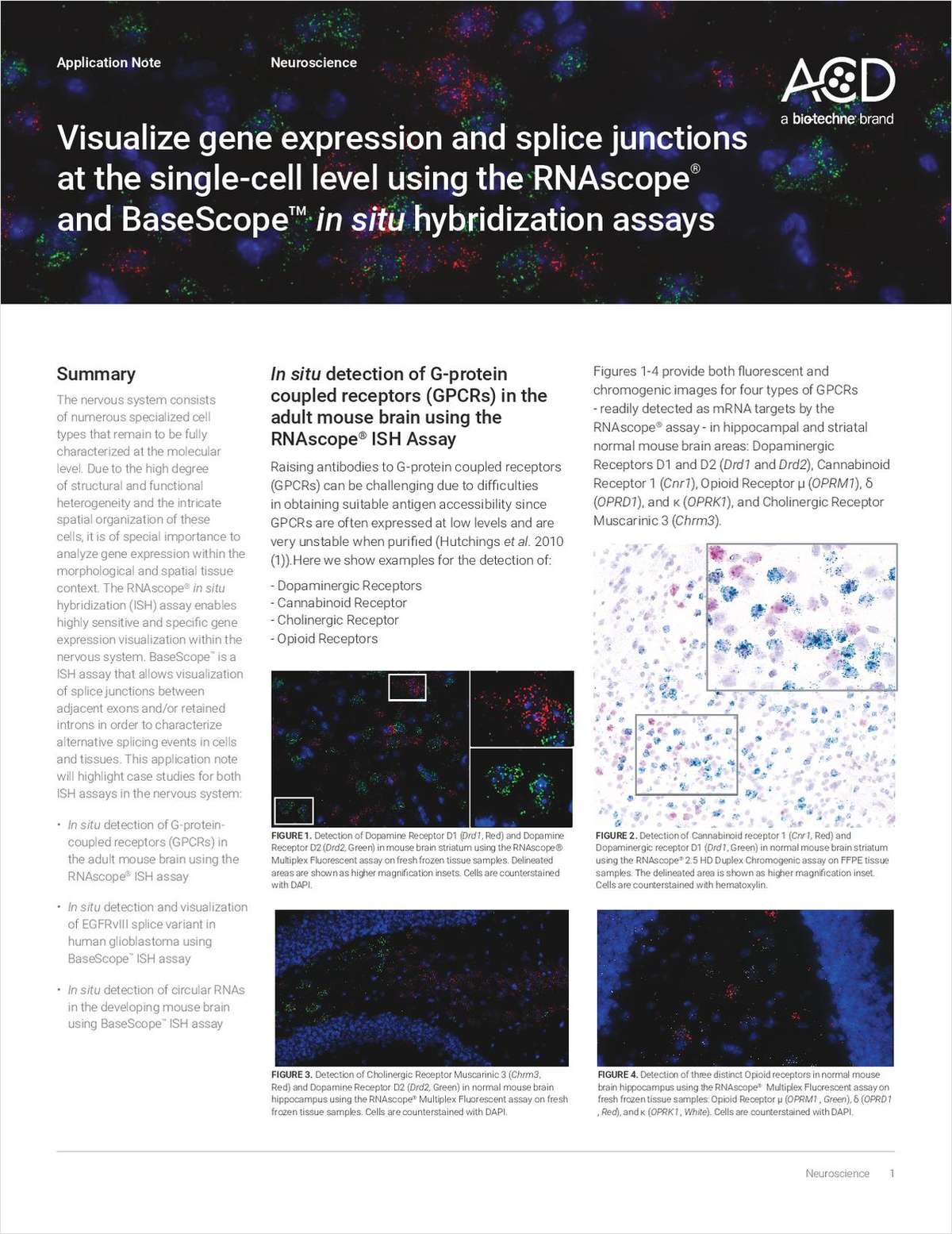 Visualize Gene Expression and Splice Junctions at the Single-Cell Level Using the RNAscope and BaseScope In Situ Hybridization Assays