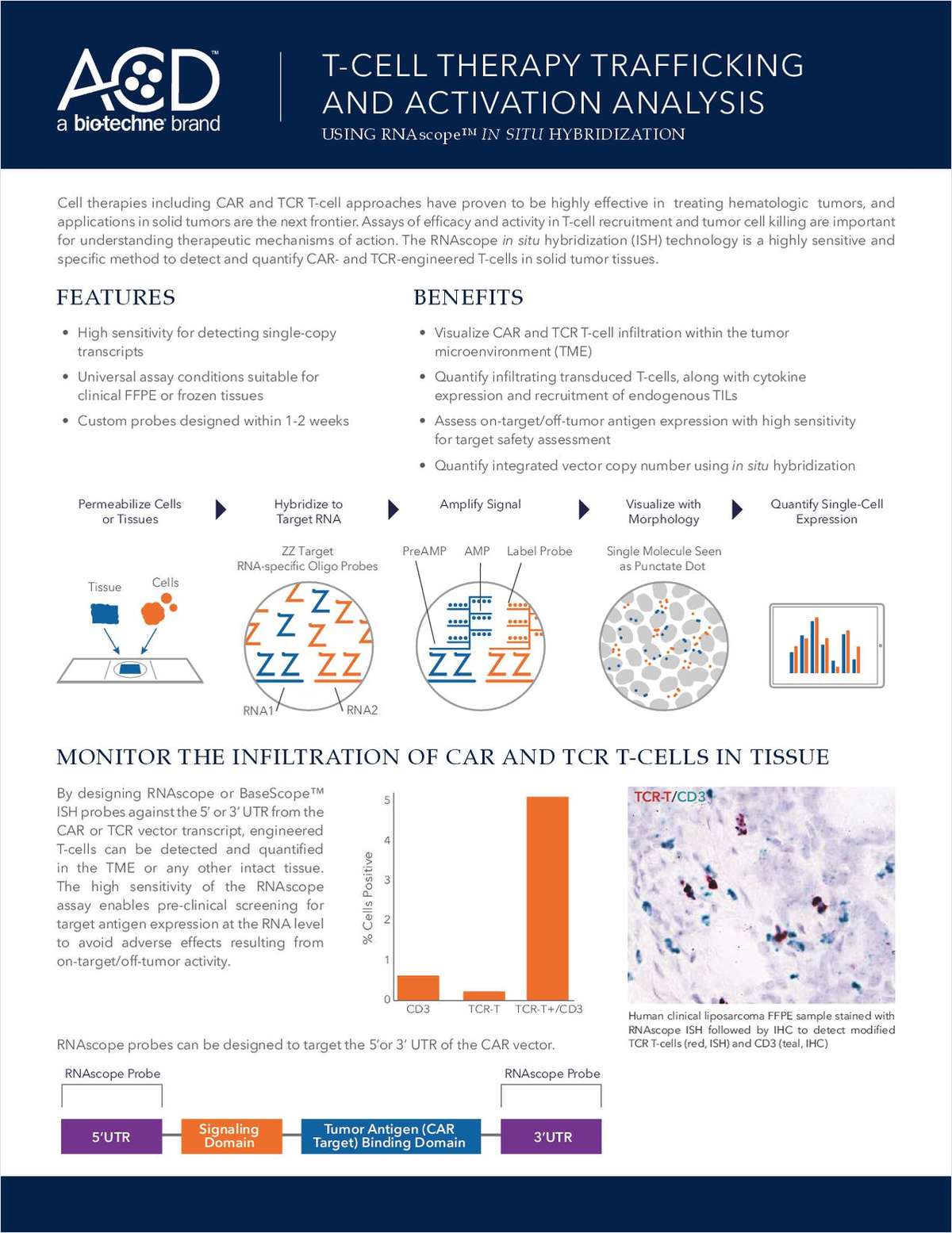 T-Cell Therapy Trafficking and Activation Analysis Using In Situ Hybridization