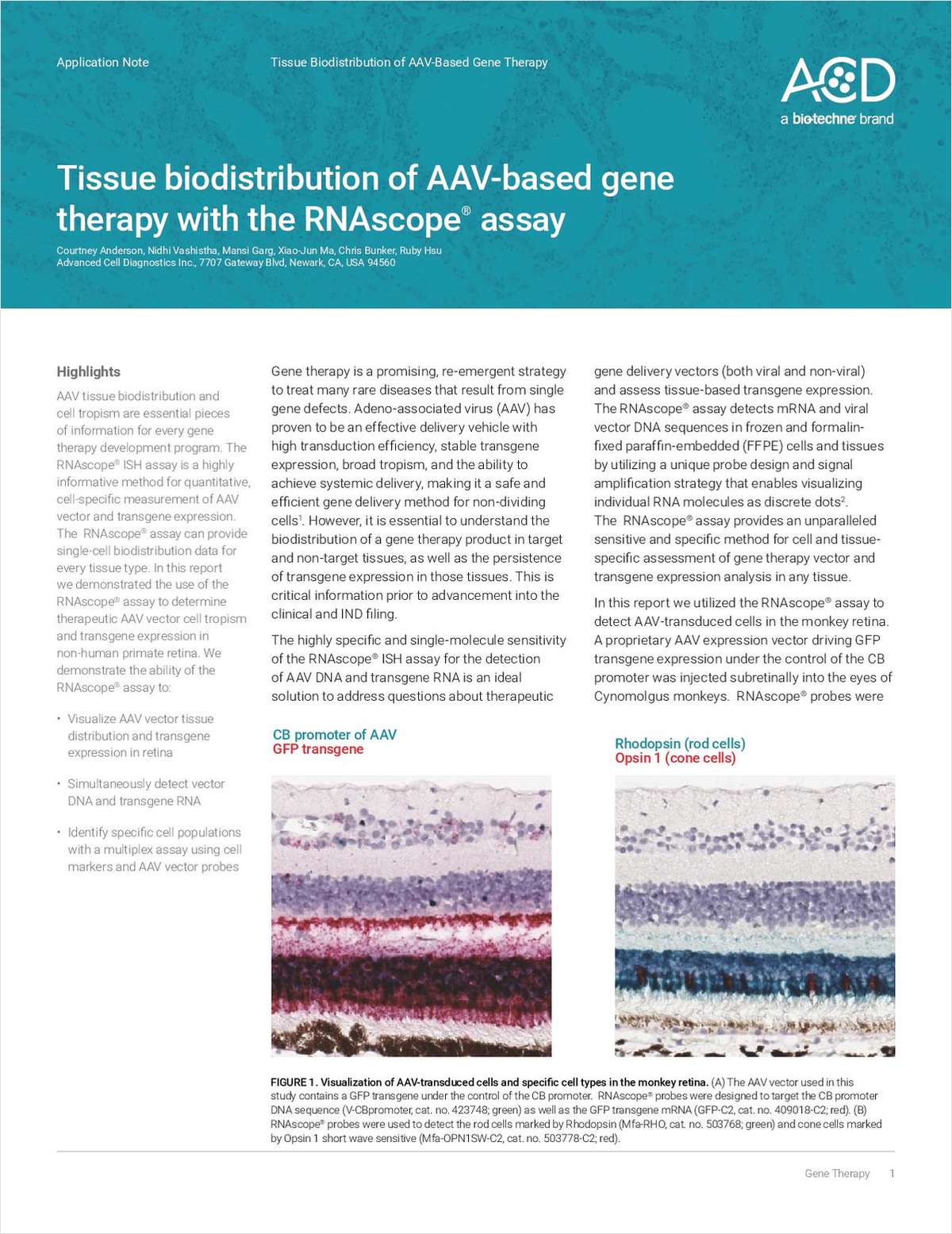 Tissue Biodistribution of AAV-Based Gene Therapy with the RNAscope Assay
