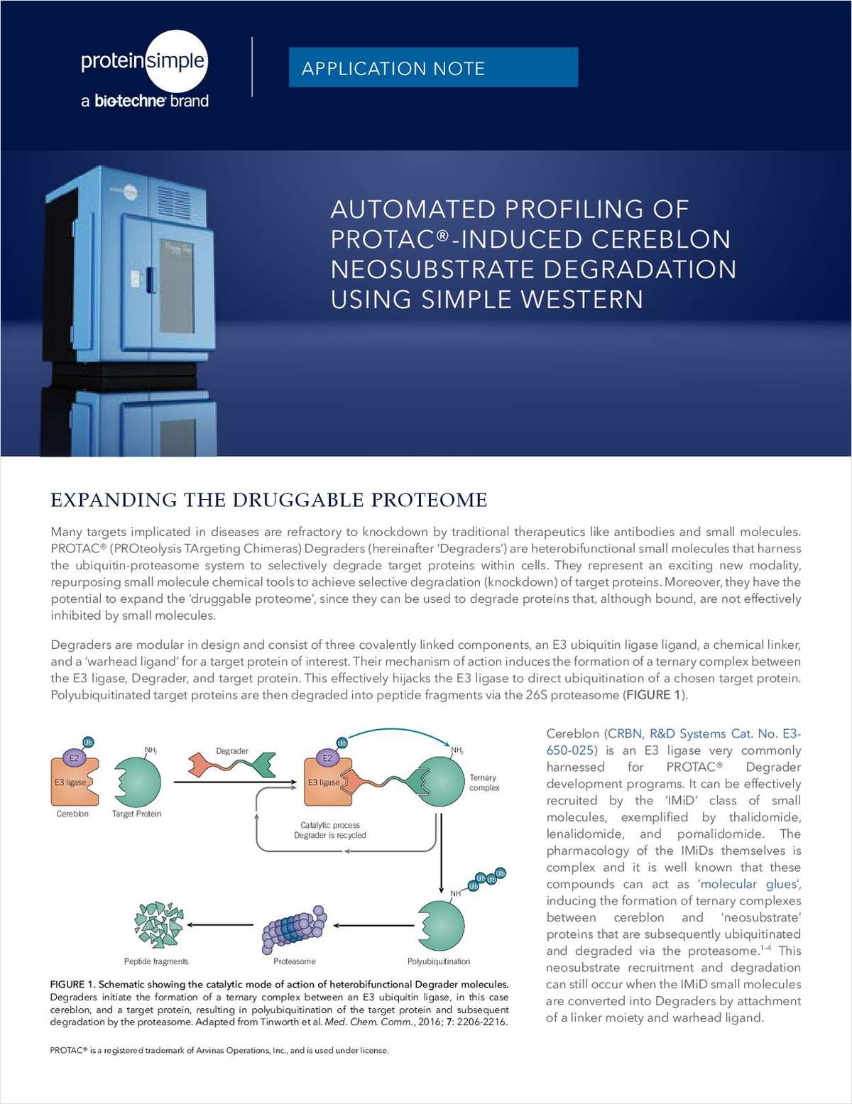 Automated Profiling Of PROTAC-Induced Cereblon Neosubstrate Degradation Using Simple Western