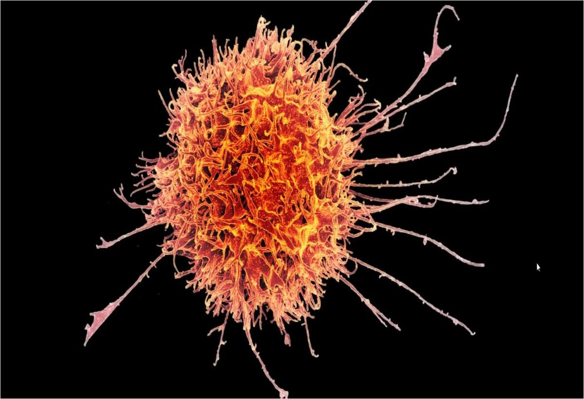 Inside the world of cell therapies