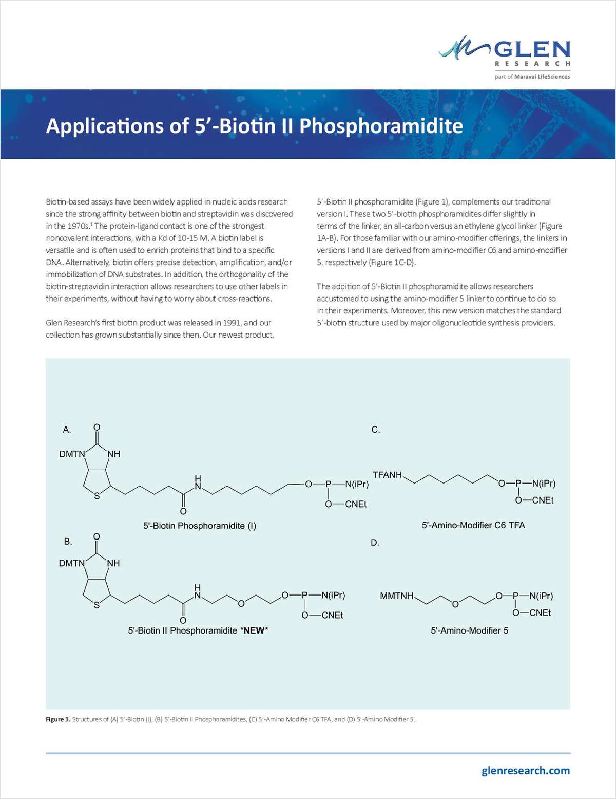Applications of 5'-Biotin II Phosphoramidite