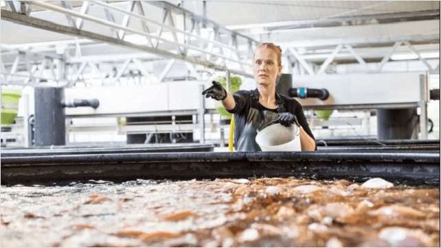 Reeling In Carbon With Honeywell's Solstice®: Innovations In Sustainable Fish Food Production