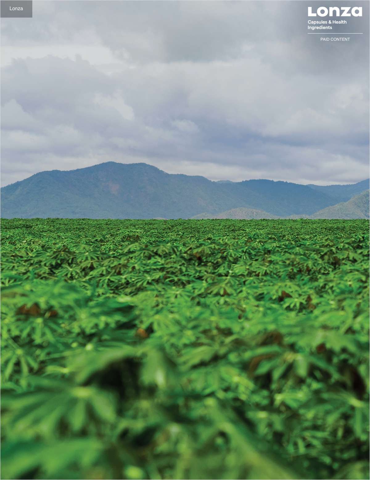 Expert guidance: What it takes to lead in organic supplements