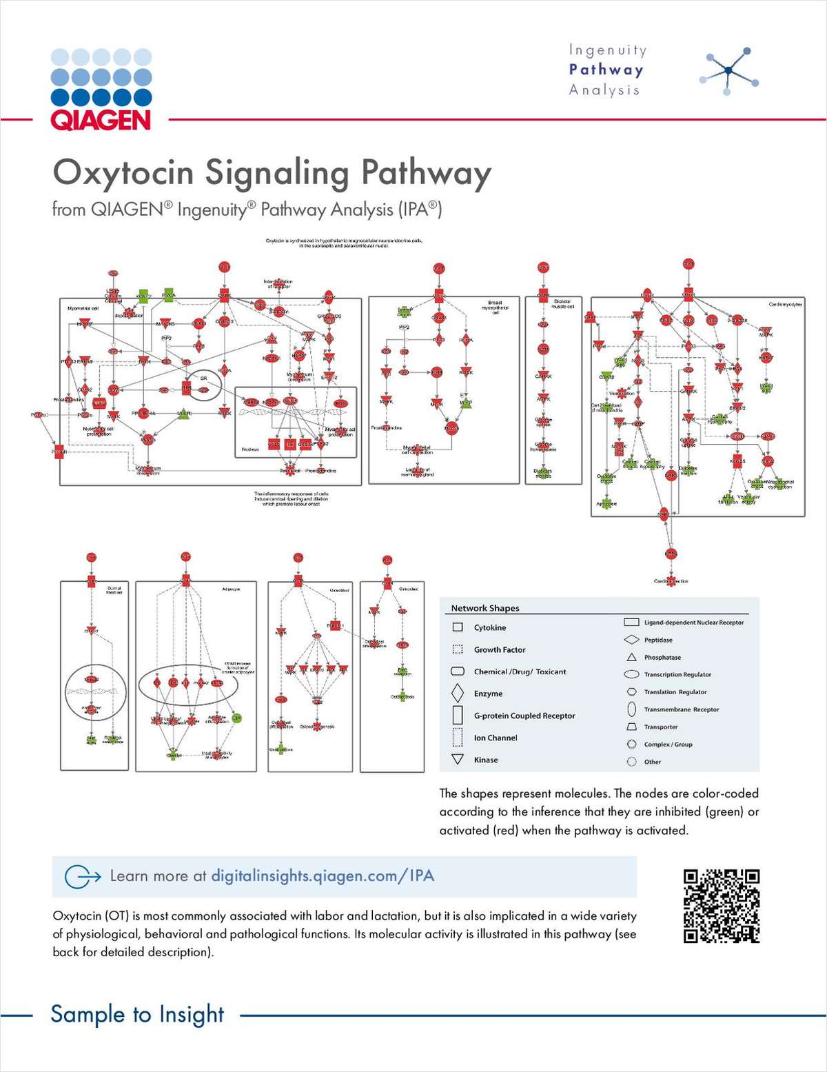 Oxytocin Signaling Pathway
