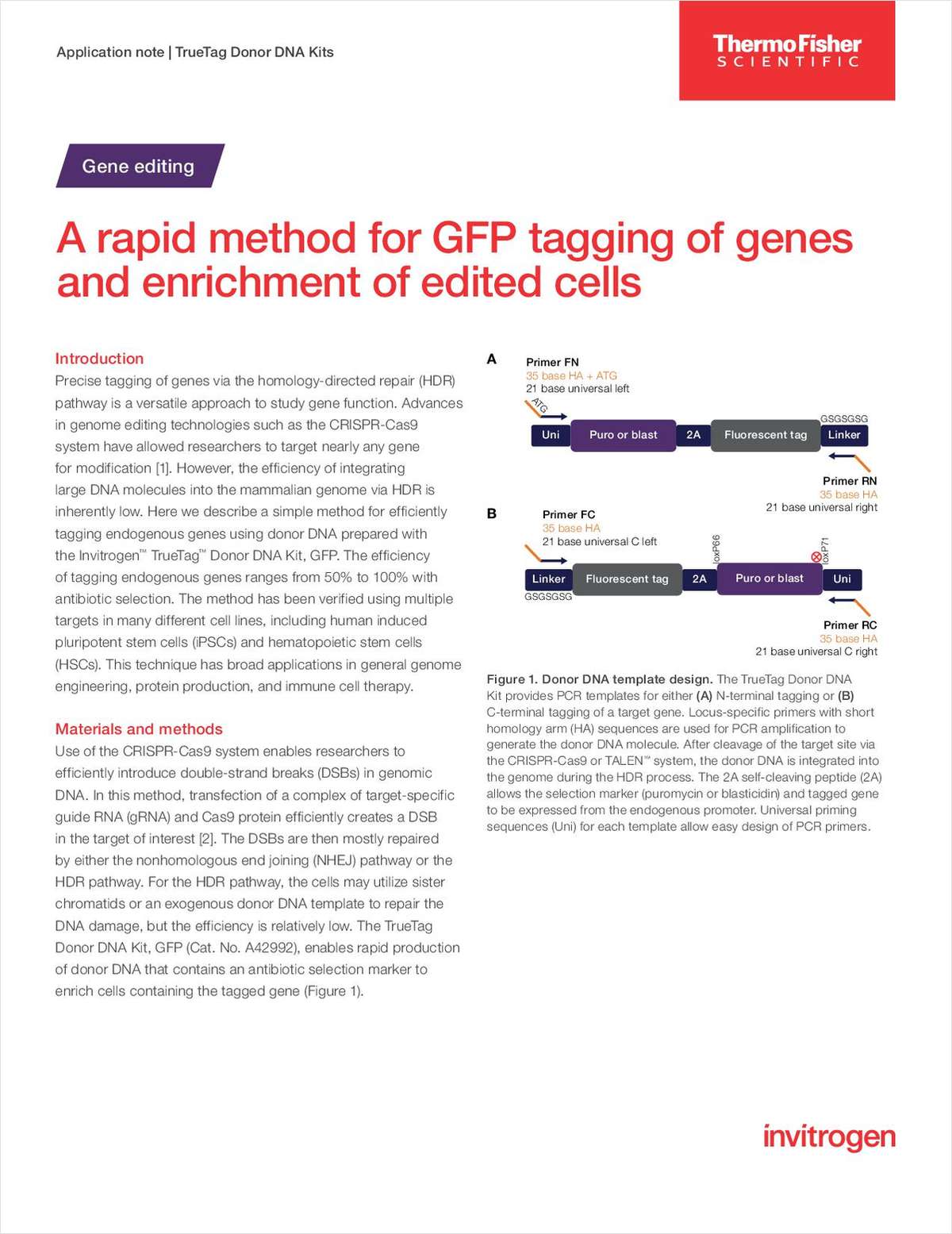 A Rapid Method for GFP Tagging of Genes and Enrichment of Edited Cells