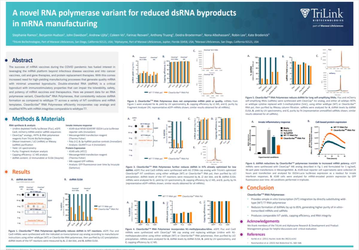 A novel RNA polymerase variant for reduced dsRNA byproducts in mRNA manufacturing