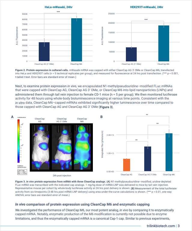 Impact of cap structures on the performance of in vitro-transcribed mRNAs