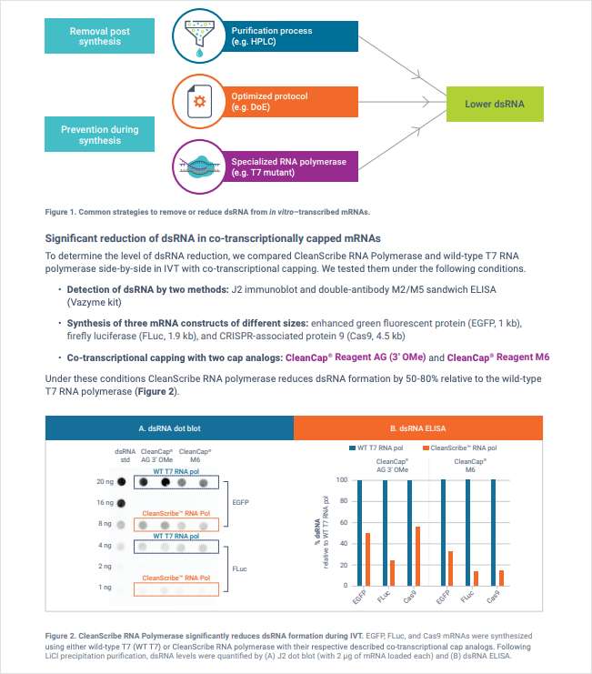 Reducing double-stranded RNA formation in in vitro transcription using a novel RNA polymerase